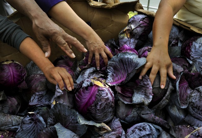 Hobe Sound, Fla.: People in the Dunbar neighborhood of Hobe Sound reach for free cabbage at a food pantry in Hobe Sound. Many low-income seniors do not participate in the food stamps program, known as SNAP, even though they qualify, because they are either too proud or unaware of the program. So recruiters in St. Lucie County work to persuade reluctant seniors to take the SNAP funds for which they are eligible. (April 23, 2013)