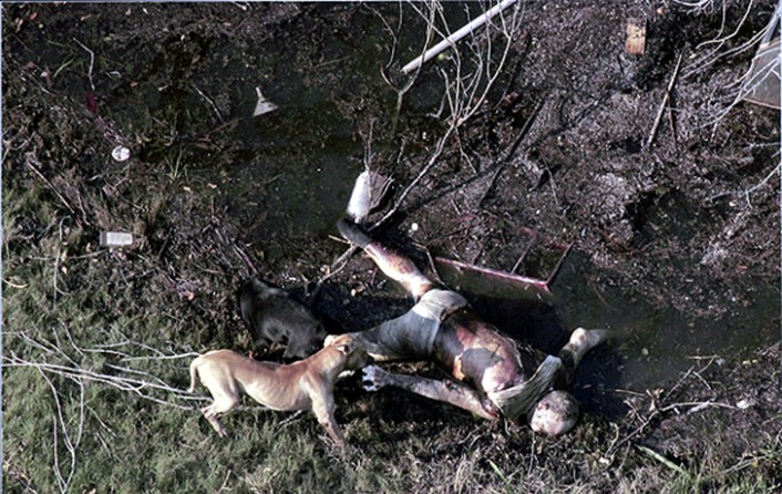 New Orleans, LA -- Hungry dogs fed on a corpse washed up at the edge of receding floodwaters. 