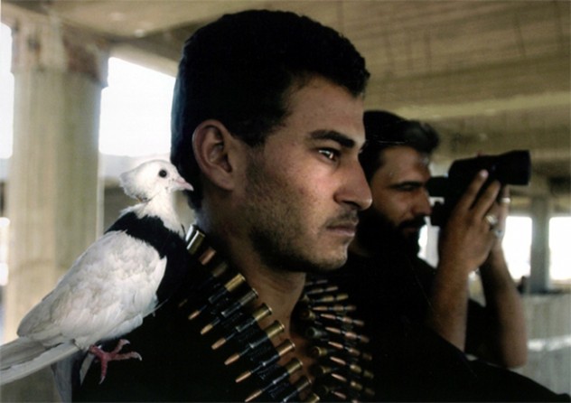 Najaf - A dove sits on the shoulder of a Mahdi Army soldier standing guard near the ancient Imam Ali mosque. The Mahdi Army, a Shiite militia, was fighting U.S.-Iraqi forces for control of the holy city. 